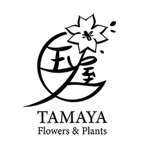 幸運鐵樹繁殖|墨西哥鐵樹 幸運樹盆栽 玉屋 TAMAYA Flowers